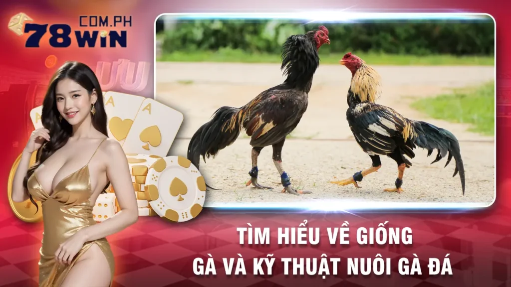 đá gà mạng 78win 02